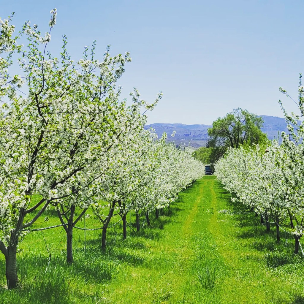 The Maldonado Family farms over 100 acres of cherries on various sites along the Okanogan River. Starting with Tieton cherries in early to mid-June, M&A Orchards is proud to provide OPMA and our customers with over ten varieties of cherries lasting thru the end of July. M&A Orchards continues to expand its cherry farm to include new varieties that will ensure a constant supply of quality-grown, certified organic cherries for years to come.