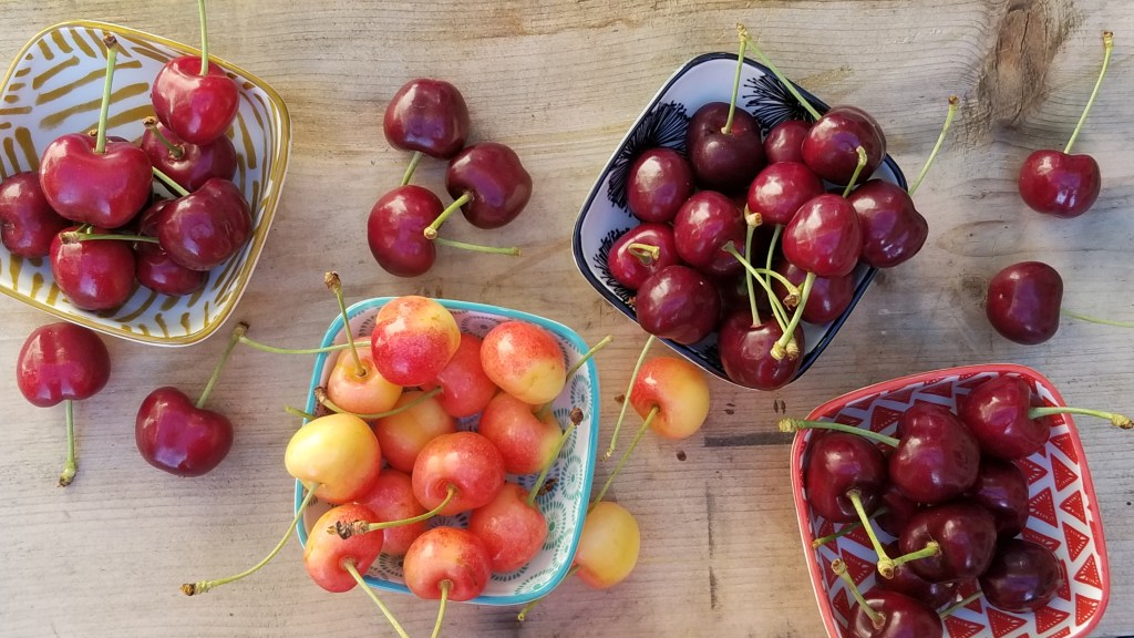 The Maldonado Family farms over 100 acres of cherries on various sites along the Okanogan River. Starting with Tieton cherries in early to mid-June, M&A Orchards is proud to provide OPMA and our customers with over ten varieties of cherries lasting thru the end of July. M&A Orchards continues to expand its cherry farm to include new varieties that will ensure a constant supply of quality-grown, certified organic cherries for years to come.
