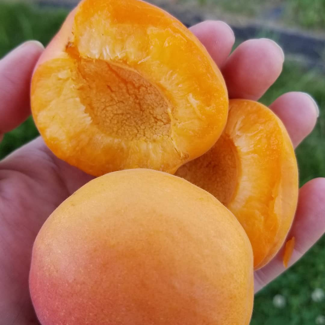 Okanogan Producers Marketing Association OPMA is six small farms that work together, sharing resources, equipment, knowledge, expertise, marketing and sales.