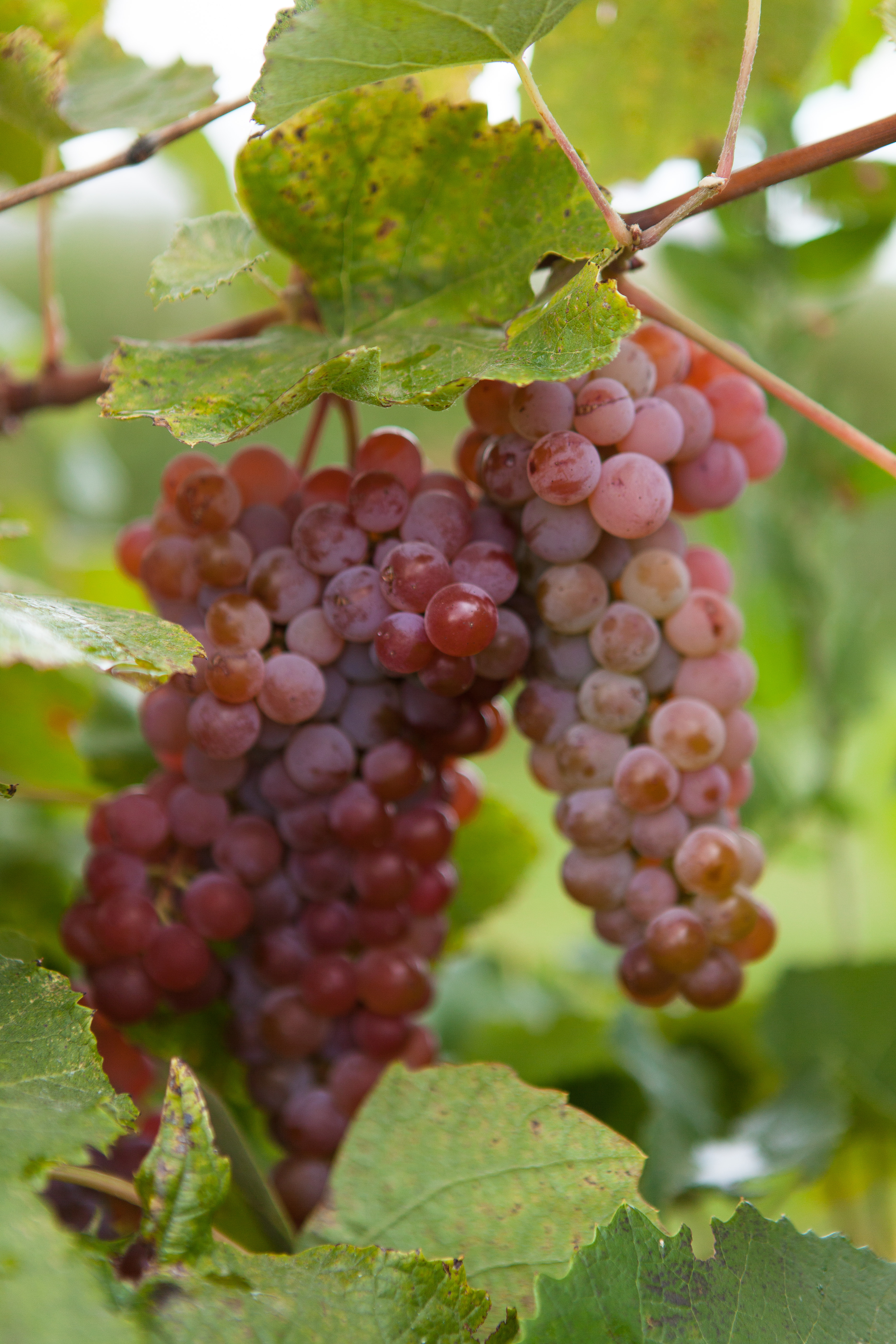 Okanogan Producers Marketing Association OPMA is six small farms that work together, sharing resources, equipment, knowledge, expertise, marketing and sales.