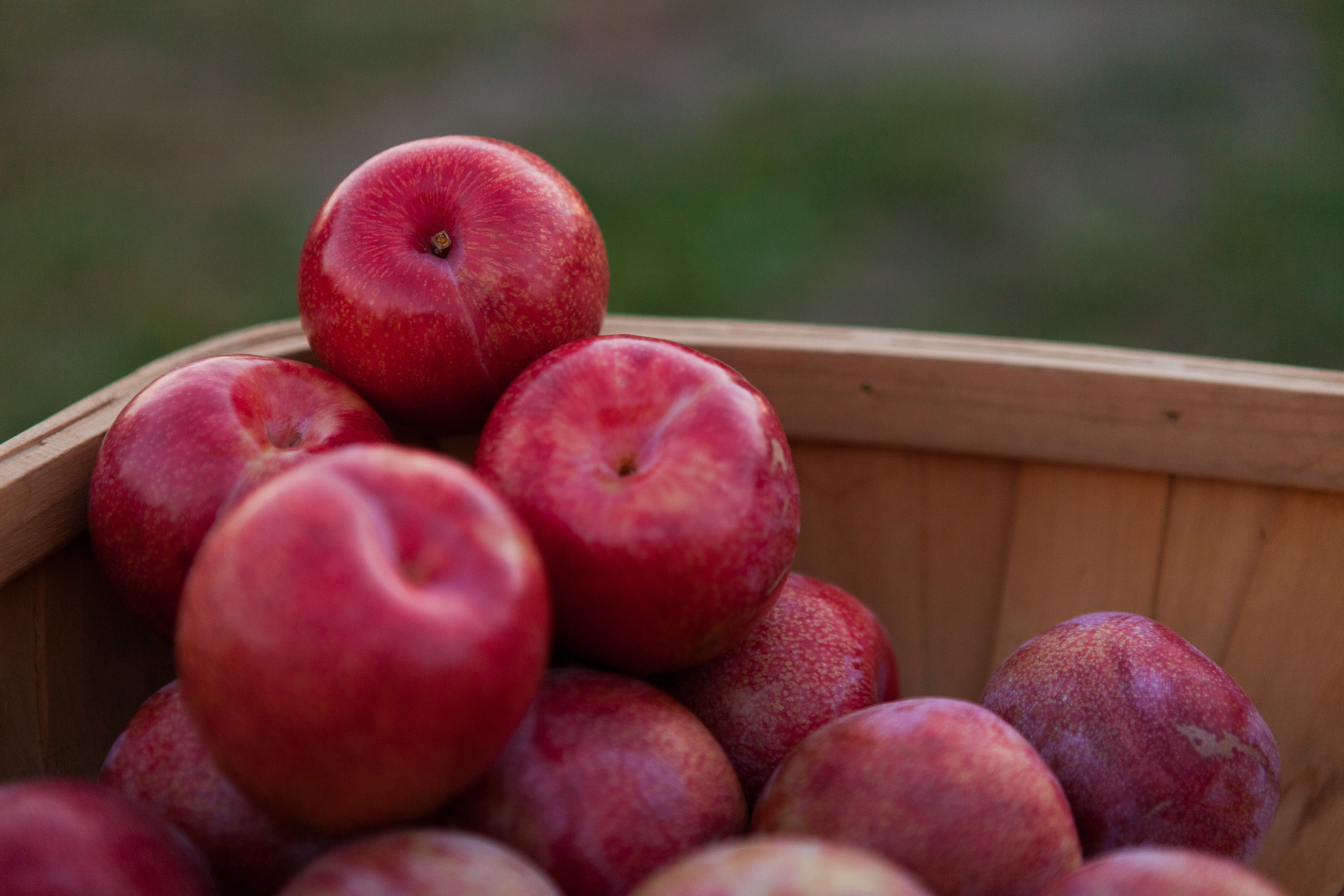 Okanogan Producers Marketing Association OPMA is six small farms that work together, sharing resources, equipment, knowledge, expertise, marketing and sales.