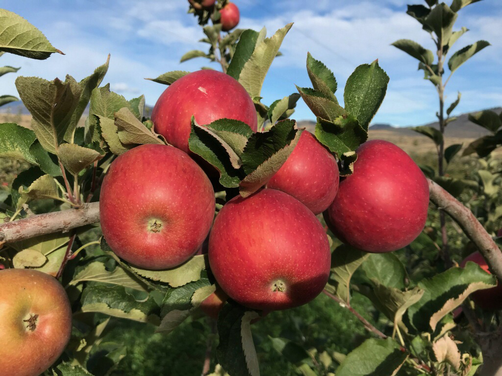 In 1993 my dad, Ted Lichtenfels, had a vision for a family farm called Whitestone Mountain Orchard. He had seen small-scale growers fall by the wayside only to be replaced by large, corporate agribusinesses. He followed his sense of land stewardship to Tonasket, WA, where he purchased a 100-acre orchard. He spent the next 25 years determined to show that a small farm could be sustainable for generations with enough initiative, hard work, research, and planning. His efforts paid off.